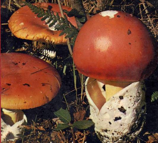  Image name: Amanita_caesarea9.jpg 
 width: 533 pixel 
 height: 482 pixel 
 Size: 47510 bytes 
 Click to enlarge 